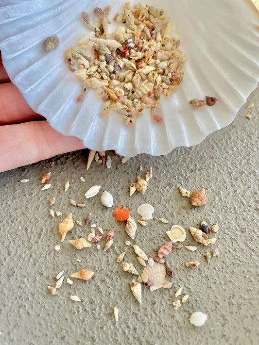 SUPER MICRO Shells 5-10mm, Less then 1 cm *Pack of 25* Craft Seashells