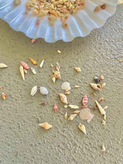 SUPER MICRO Shells *Pack of 25* Deep Ocean Seashells 5-10mm, Less then 1 cm, Shells Sailors Valentine Fairy Garden Nail Art Craft Tiny Teeny