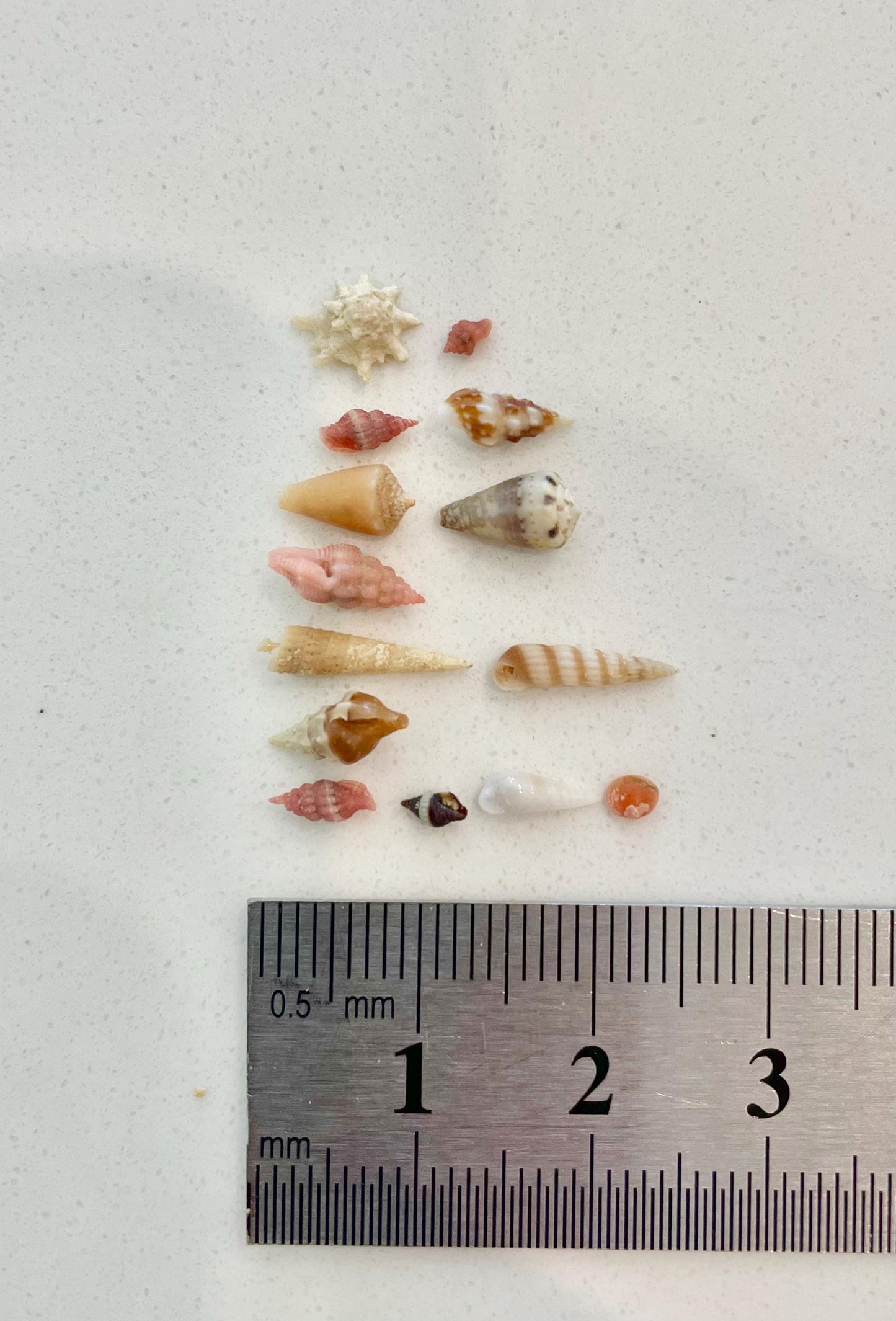 SUPER MICRO Shells *Pack of 25* Deep Ocean Seashells 5-10mm, Less then 1 cm, Shells Sailors Valentine Fairy Garden Nail Art Craft Tiny Teeny