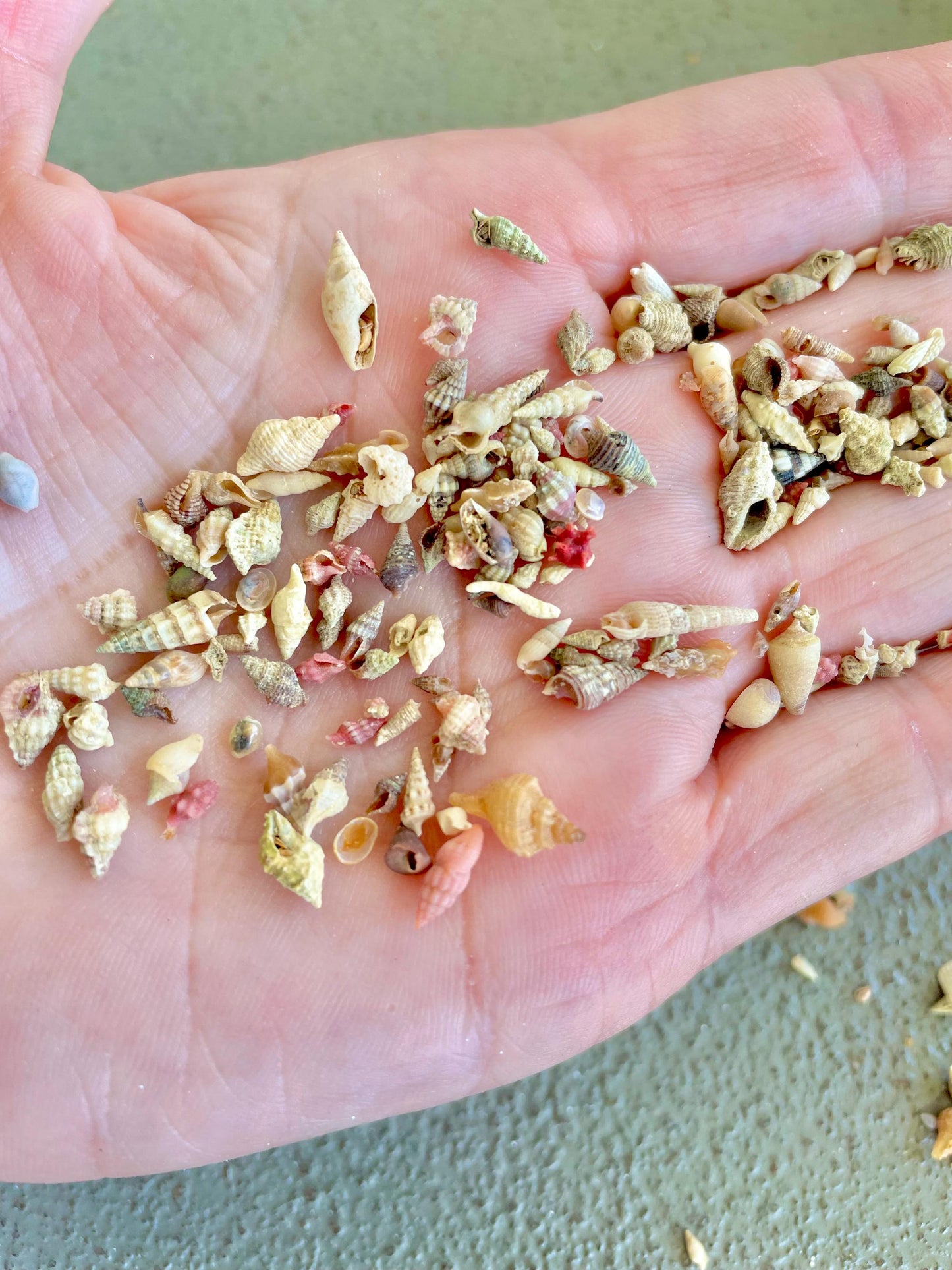 SUPER MICRO Shells *Pack of 25* Deep Ocean Seashells 5-10mm, Less then 1 cm, Shells Sailors Valentine Fairy Garden Nail Art Craft Tiny Teeny