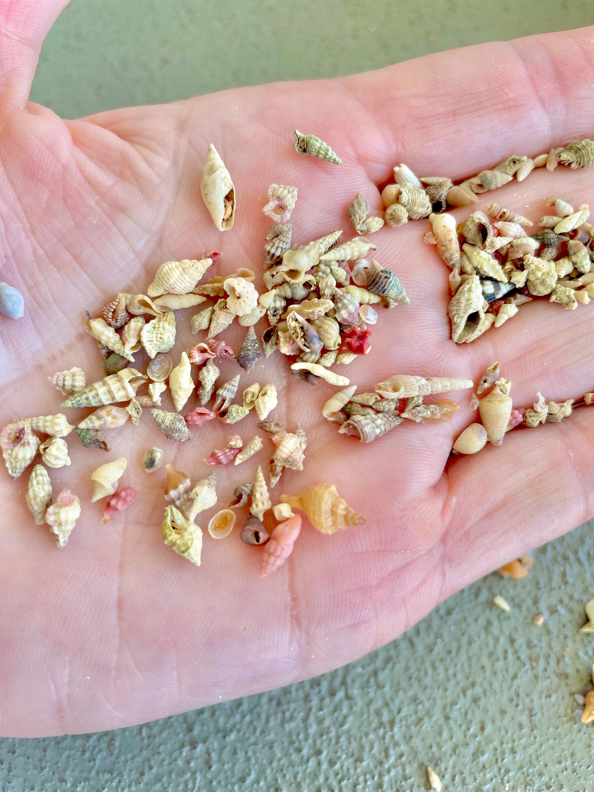 SUPER MICRO Shells *Pack of 25* Deep Ocean Seashells 5-10mm, Less then 1 cm, Shells Sailors Valentine Fairy Garden Nail Art Craft Tiny Teeny