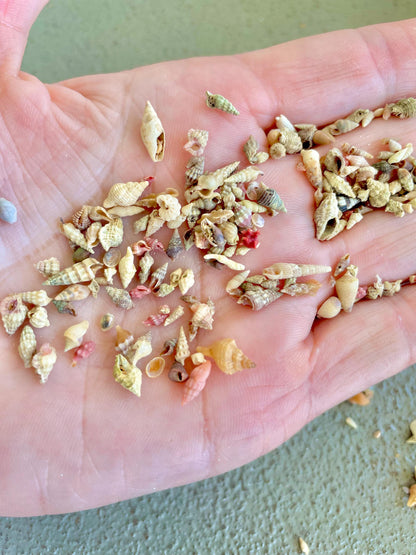 SUPER MICRO Shells *Pack of 25* Deep Ocean Seashells 5-10mm, Less then 1 cm, Shells Sailors Valentine Fairy Garden Nail Art Craft Tiny Teeny