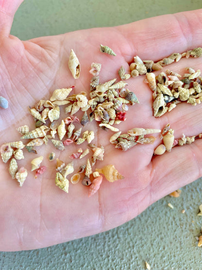 SUPER MICRO Shells 5-10mm, Less then 1 cm *Pack of 25* Craft Seashells