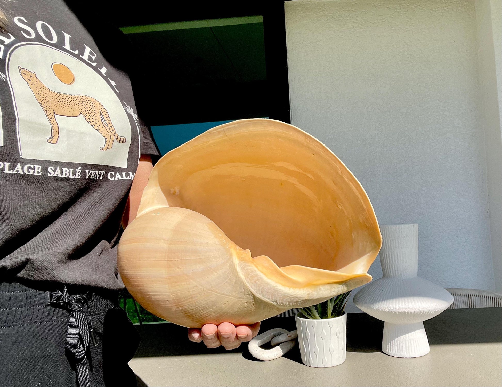 CROWNED BALER MELON Shell *All Sizes* Natural Golden Peach Large Display Seashell Coastal Planter Beach Home Décor