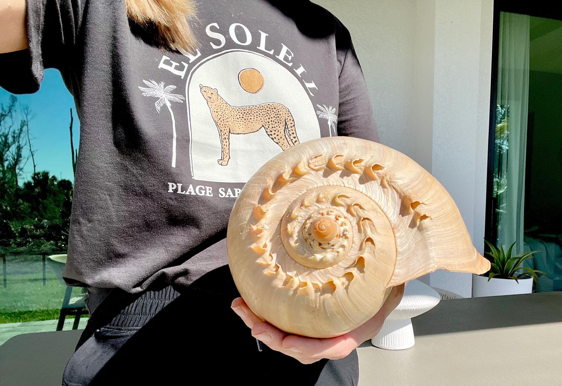 CROWNED BALER MELON Shell *All Sizes* Natural Golden Peach Large Display Seashell Coastal Planter Beach Home Décor