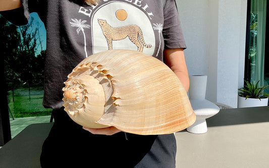 CROWNED BALER MELON Shell *All Sizes* Natural Golden Peach Large Display Seashell Coastal Planter Beach Home Décor