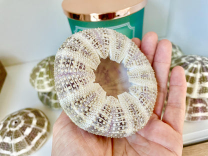 Pick Your Size 3-5" Gator Alfonso Sea Urchin Shells Ideal For Air Plants Crafts Seashell Nautical Décor Beach Coastal Green Purple Large Sea