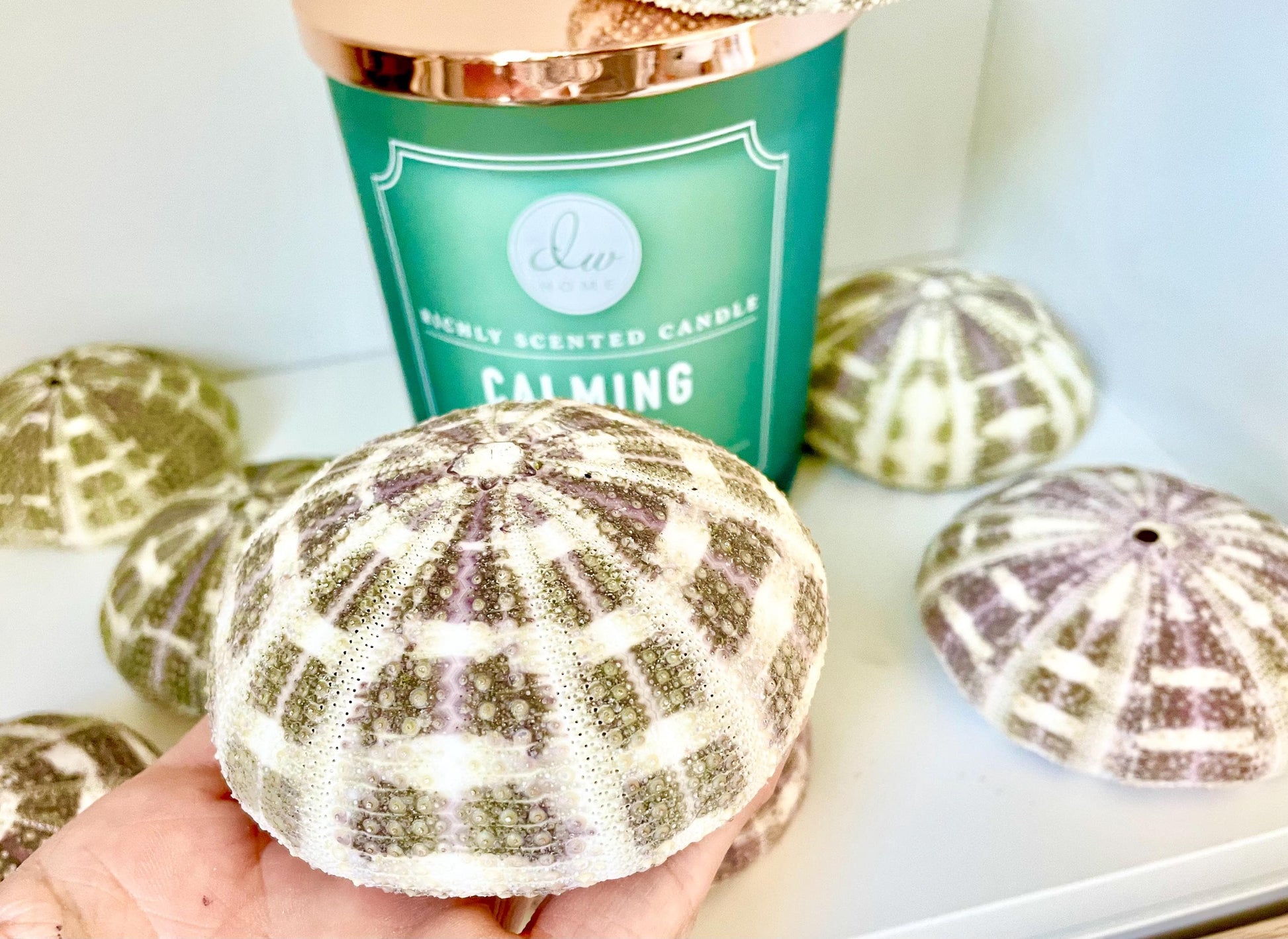 Pick Your Size 3-5" Gator Alfonso Sea Urchin Shells Ideal For Air Plants Crafts Seashell Nautical Décor Beach Coastal Green Purple Large Sea