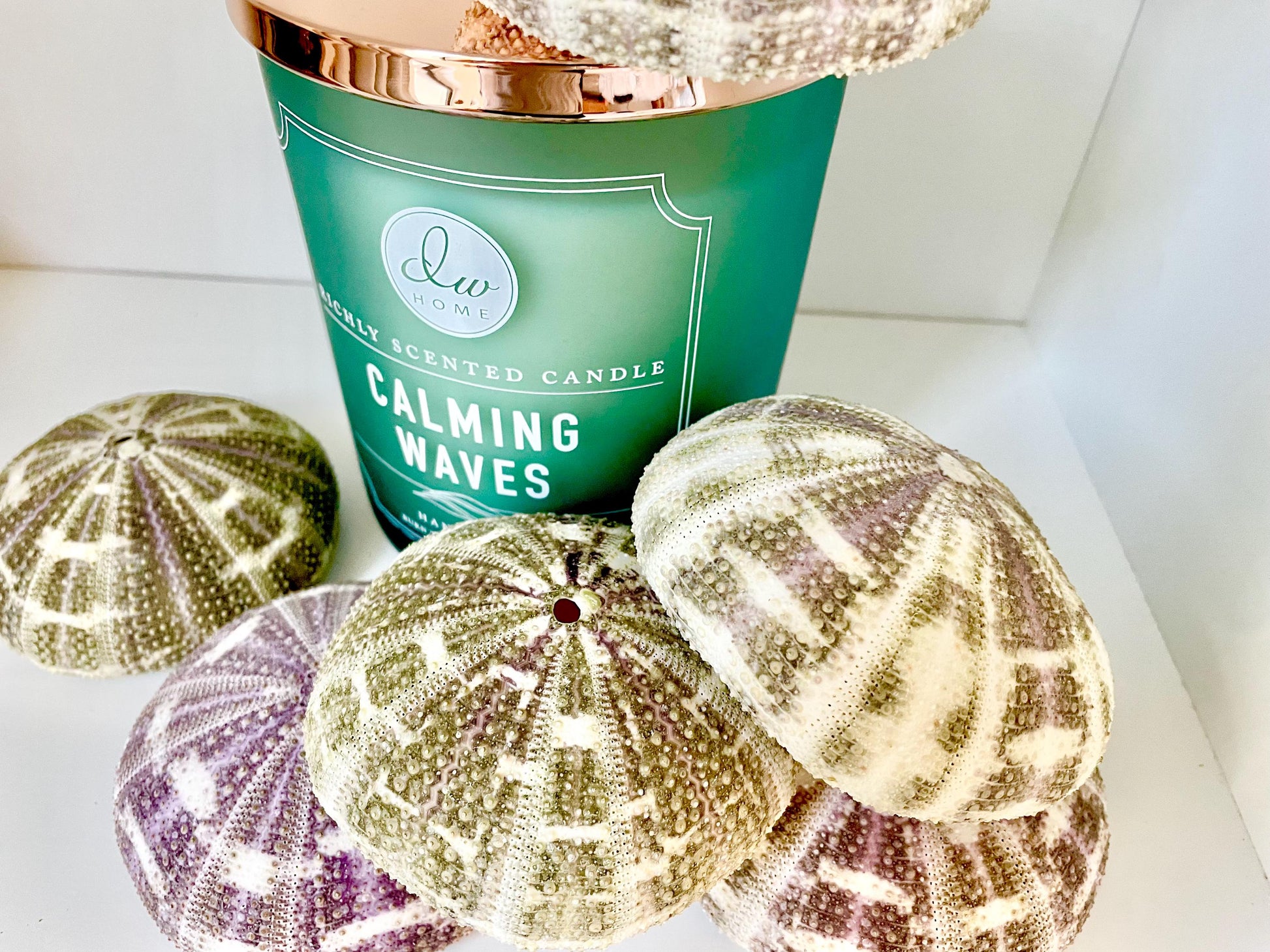 Pick Your Size 3-5" Gator Alfonso Sea Urchin Shells Ideal For Air Plants Crafts Seashell Nautical Décor Beach Coastal Green Purple Large Sea