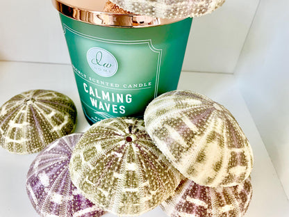 Pick Your Size 3-5" Gator Alfonso Sea Urchin Shells Ideal For Air Plants Crafts Seashell Nautical Décor Beach Coastal Green Purple Large Sea