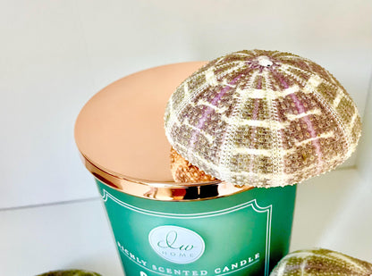 Pick Your Size 3-5" Gator Alfonso Sea Urchin Shells Ideal For Air Plants Crafts Seashell Nautical Décor Beach Coastal Green Purple Large Sea