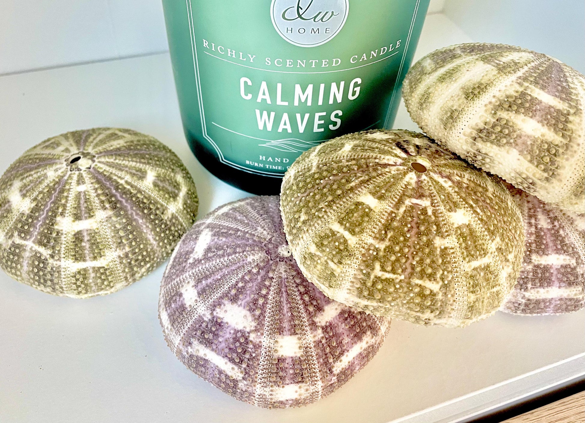 Pick Your Size 3-5" Gator Alfonso Sea Urchin Shells Ideal For Air Plants Crafts Seashell Nautical Décor Beach Coastal Green Purple Large Sea