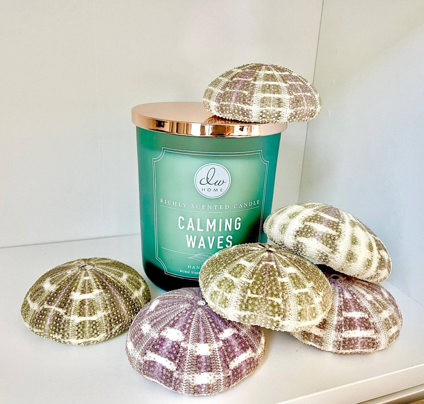 Pick Your Size 3-5" Gator Alfonso Sea Urchin Shells Ideal For Air Plants Crafts Seashell Nautical Décor Beach Coastal Green Purple Large Sea