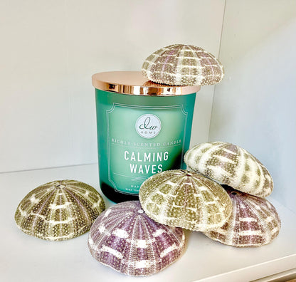 Pick Your Size 3-5" Gator Alfonso Sea Urchin Shells Ideal For Air Plants Crafts Seashell Nautical Décor Beach Coastal Green Purple Large Sea