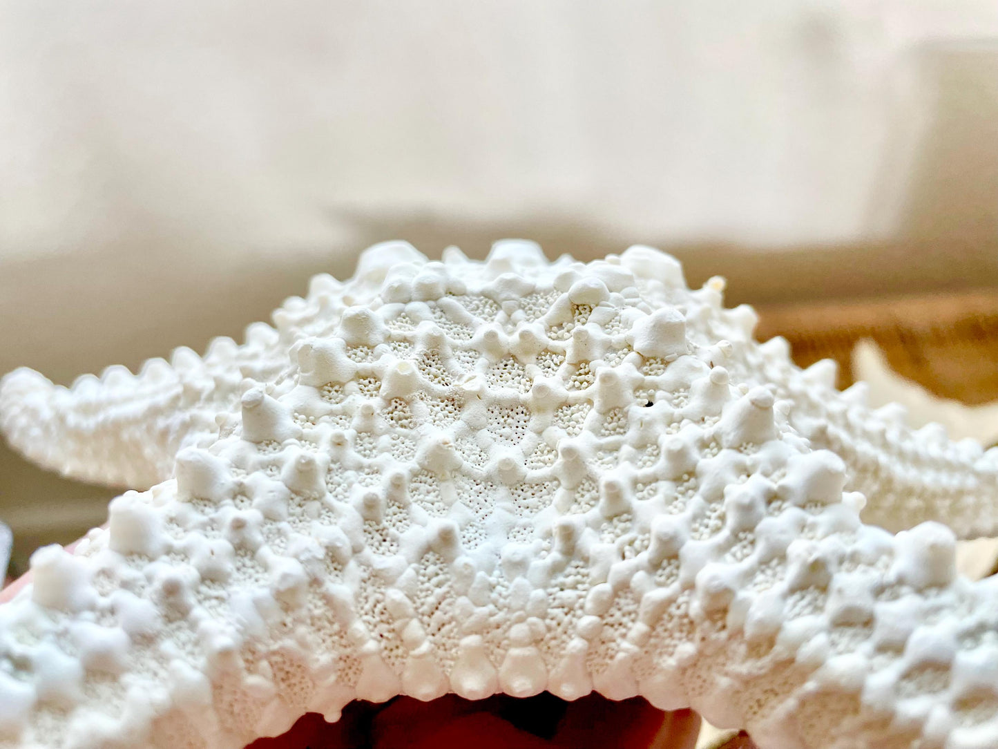Knobby Starfish 1-10" *You Choose Size* Off White/Tan Crafts & Coastal Décor