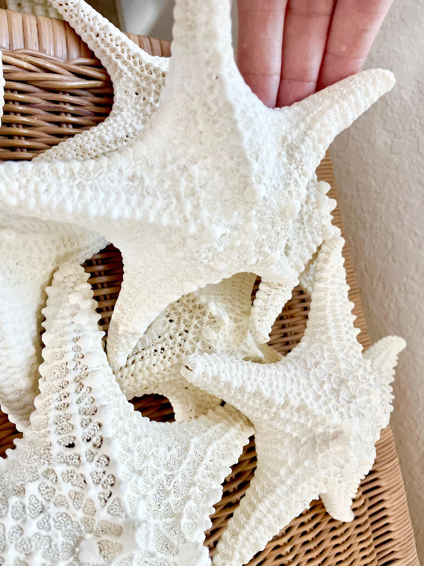 Knobby Starfish 100% Real XS-XXL 2-10" Off White/Tan Color Crafts & Coastal Décor Star Fish Wedding Beach Nautical Stars Small Medium Large