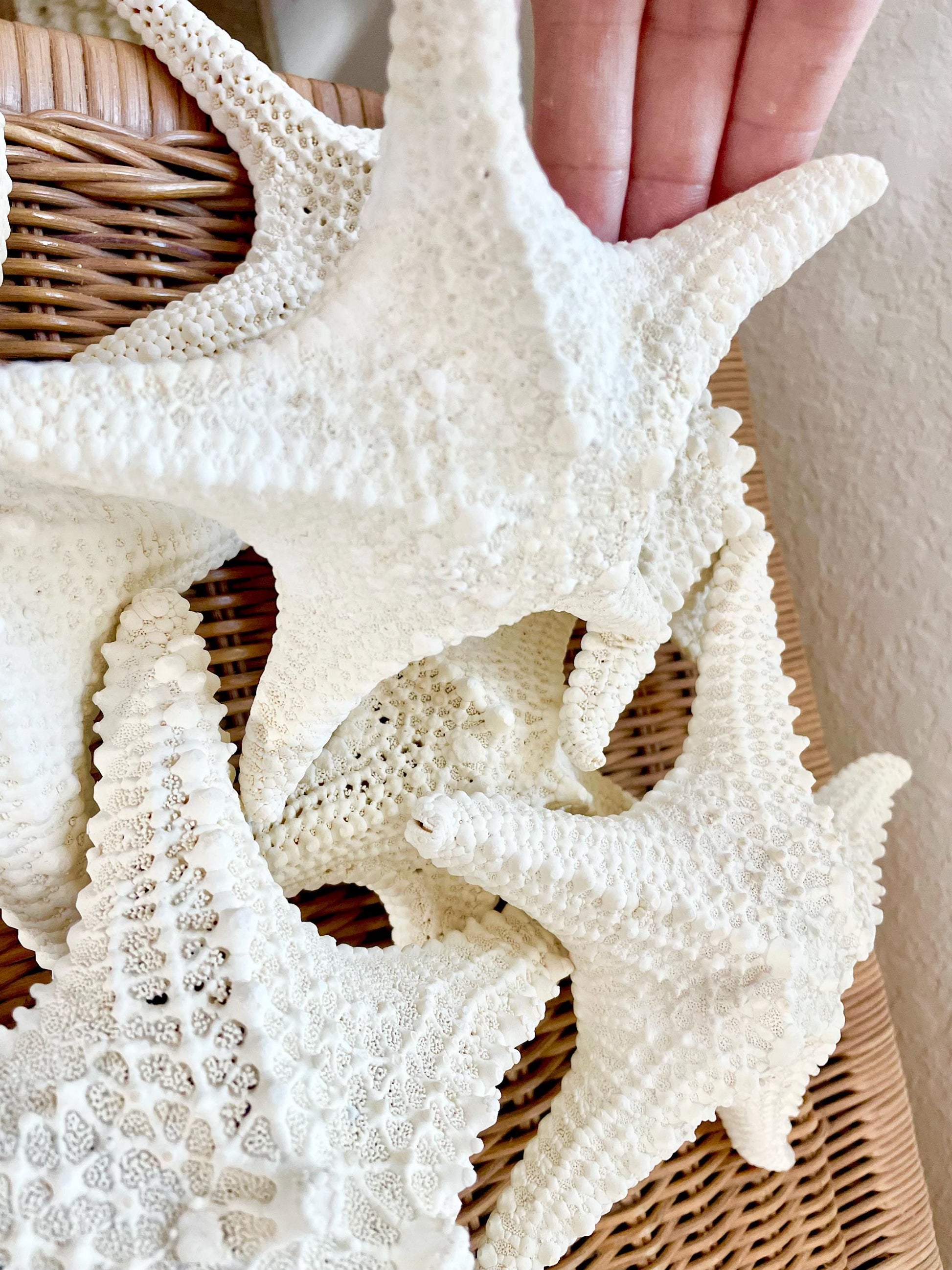 Knobby Starfish 100% Real XS-XXL 2-10" Off White/Tan Color Crafts & Coastal Décor Star Fish Wedding Beach Nautical Stars Small Medium Large