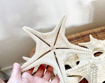 Knobby Starfish 100% Real XS-XXL 2-10" Off White/Tan Color Crafts & Coastal Décor Star Fish Wedding Beach Nautical Stars Small Medium Large