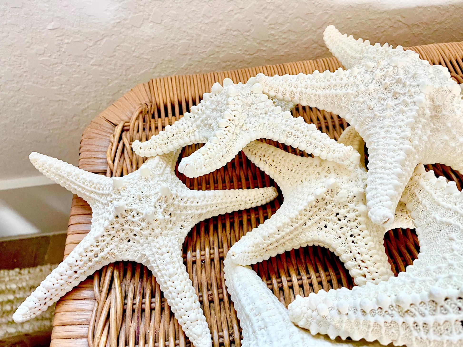 Knobby Starfish 100% Real XS-XXL 2-10" Off White/Tan Color Crafts & Coastal Décor Star Fish Wedding Beach Nautical Stars Small Medium Large