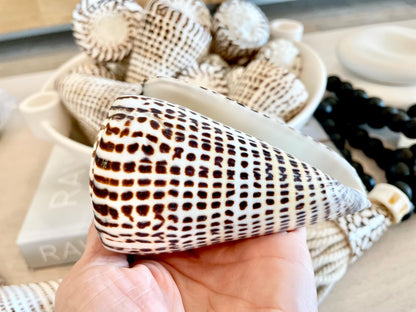 LEOPARD CONE SHELL Huge 4-6" *You Choose Size* Natural White Brown Spots Display Seashell Modern Coastal Home