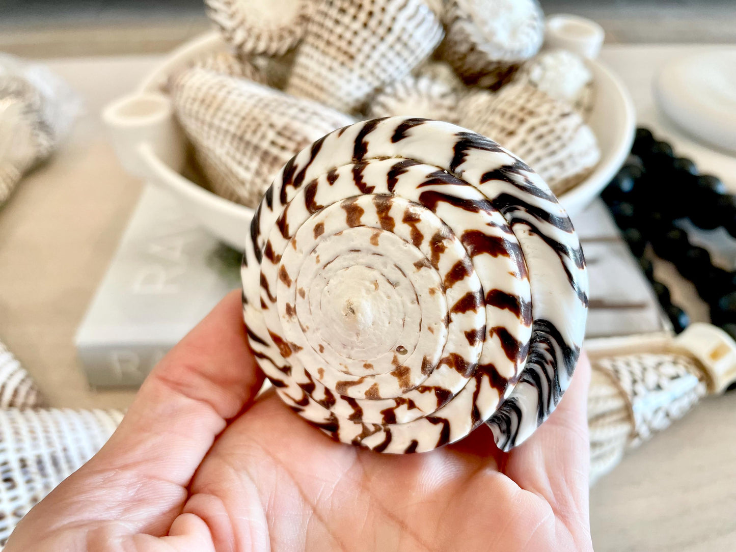 The biggest LEOPARD Cone Seashell HUGE 4-6" Shell Unique White Dark Brown Pattern Display Coastal Ocean Home Décor Paper Weight Natural Art