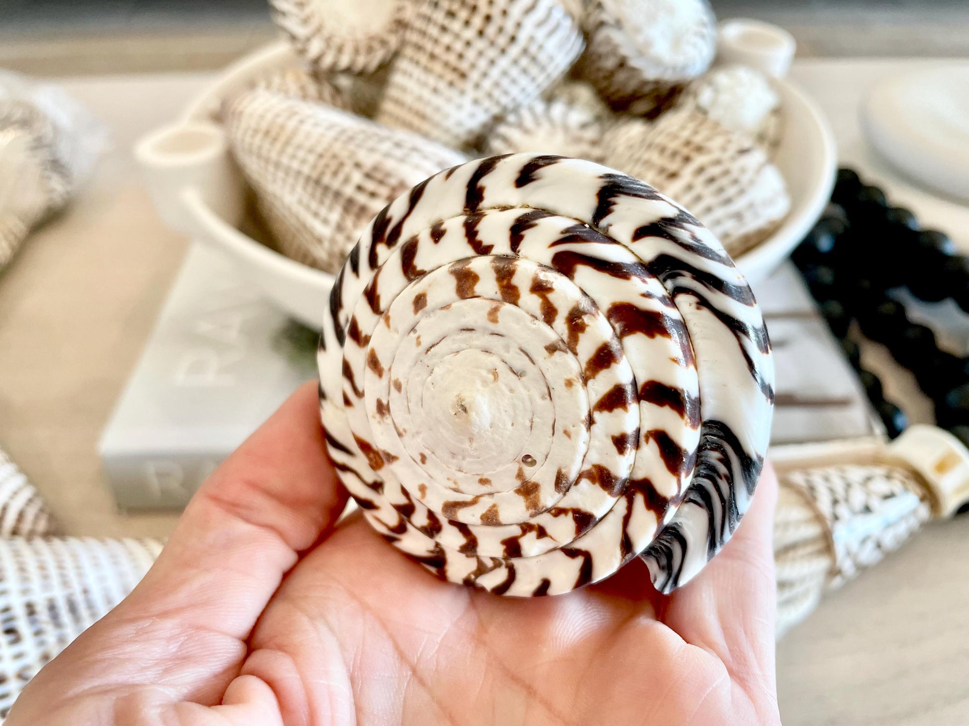The biggest LEOPARD Cone Seashell HUGE 4-6" Shell Unique White Dark Brown Pattern Display Coastal Ocean Home Décor Paper Weight Natural Art
