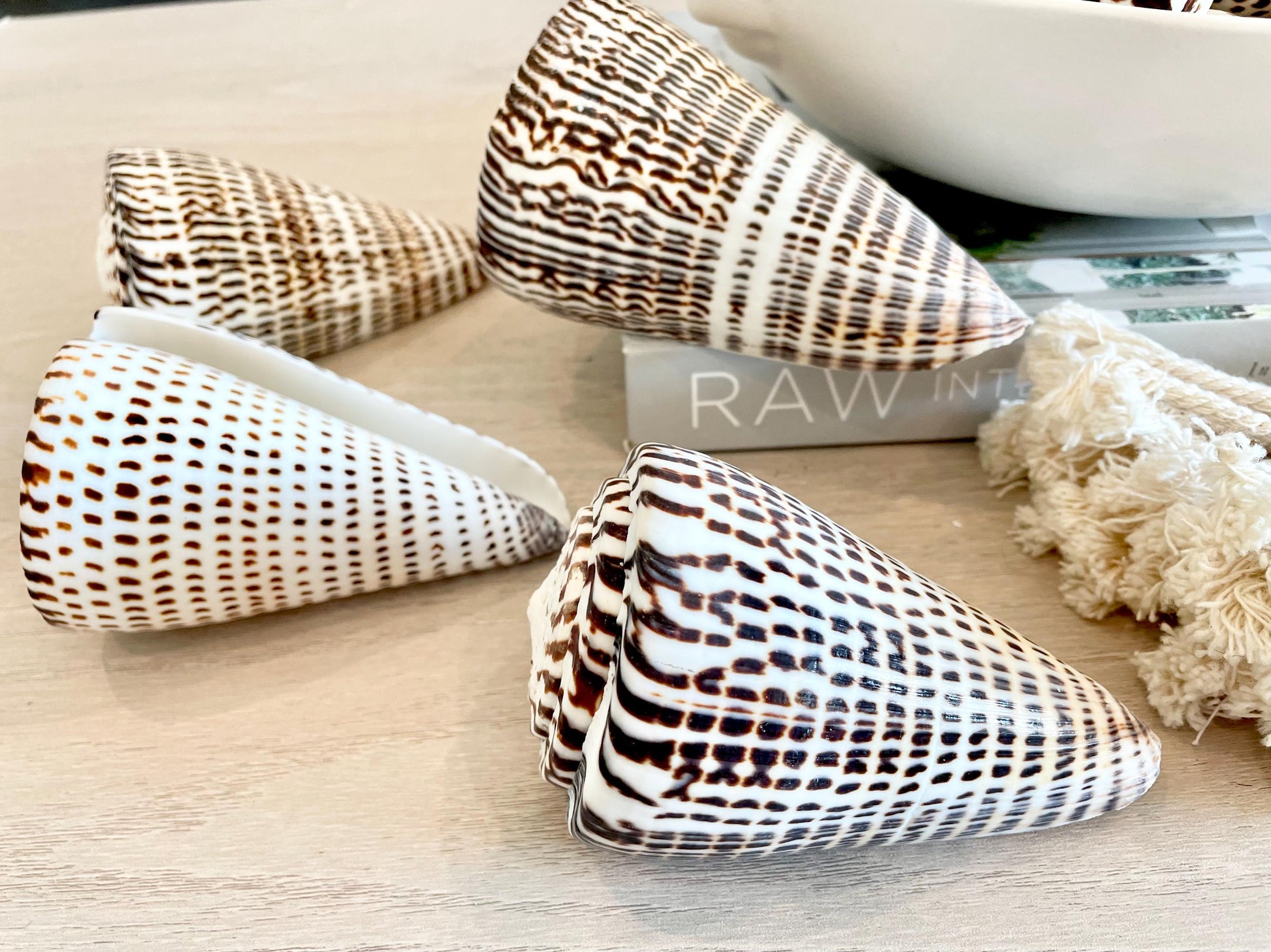 The biggest LEOPARD Cone Seashell HUGE 4-6" Shell Unique White Dark Brown Pattern Display Coastal Ocean Home Décor Paper Weight Natural Art