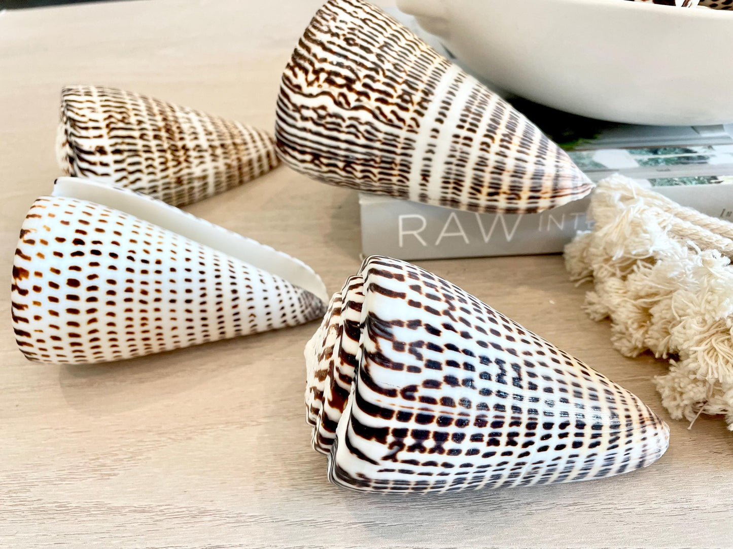 Leopard Cone Shells: 3-6" *You Choose Size* Natural White Brown Spotted Display Seashell