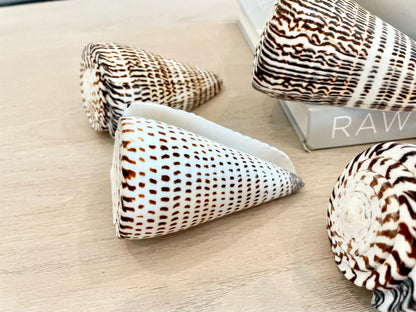 Leopard Cone Shells: 3-6" *You Choose Size* Natural White Brown Spotted Display Seashell