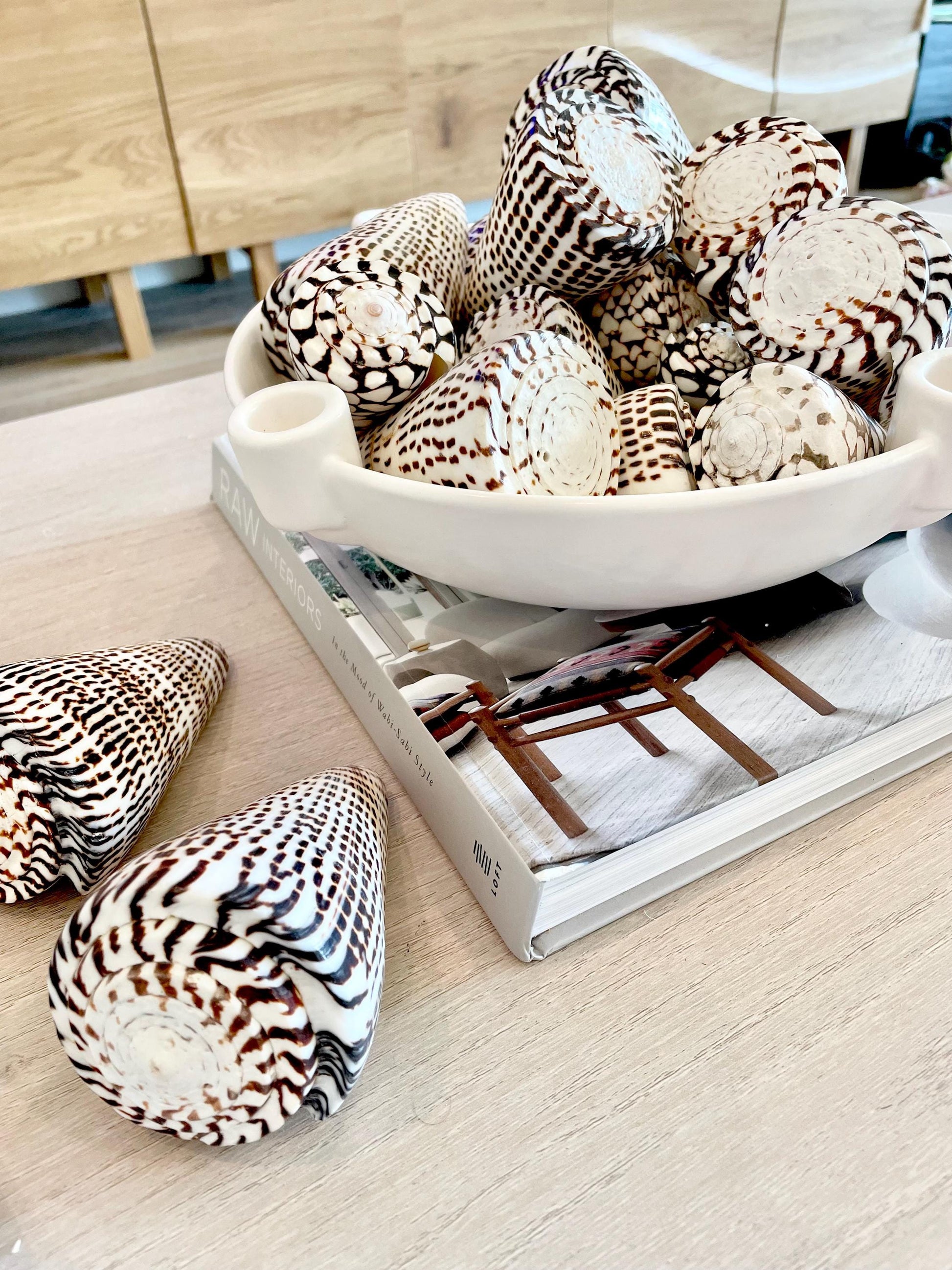 The biggest LEOPARD Cone Seashell HUGE 4-6" Shell Unique White Dark Brown Pattern Display Coastal Ocean Home Décor Paper Weight Natural Art