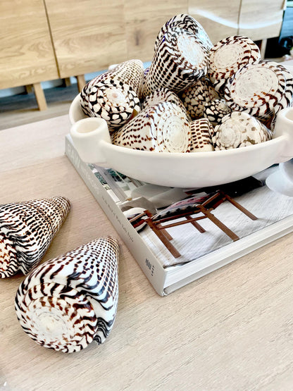 The biggest LEOPARD Cone Seashell HUGE 4-6" Shell Unique White Dark Brown Pattern Display Coastal Ocean Home Décor Paper Weight Natural Art