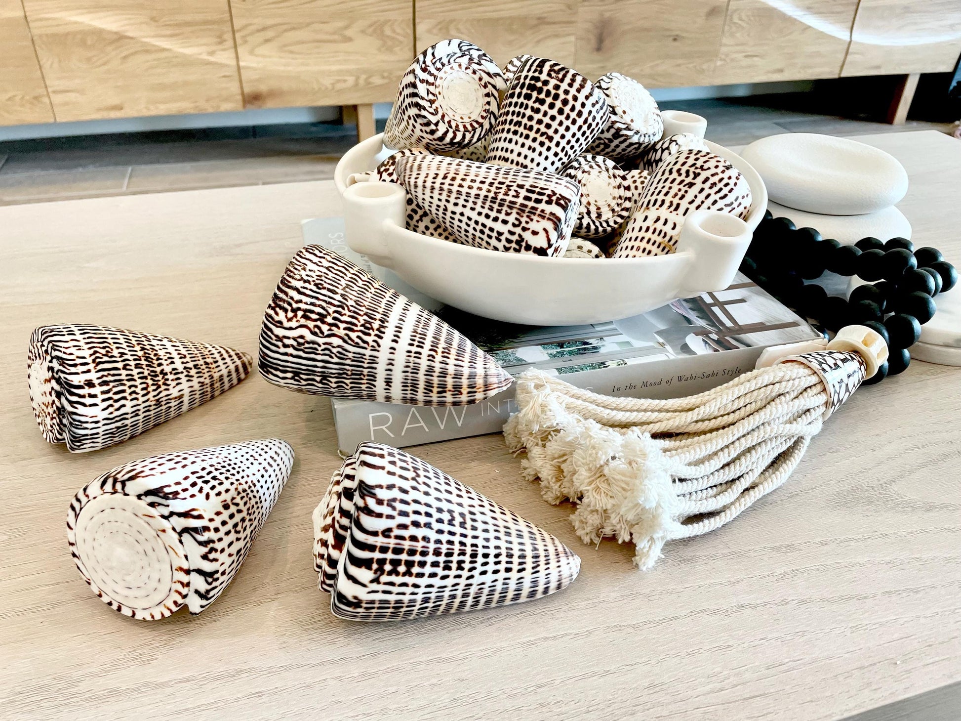 The biggest LEOPARD Cone Seashell HUGE 4-6" Shell Unique White Dark Brown Pattern Display Coastal Ocean Home Décor Paper Weight Natural Art