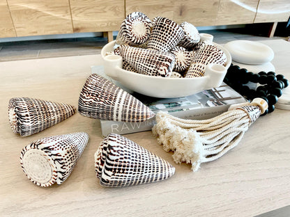 The biggest LEOPARD Cone Seashell HUGE 4-6" Shell Unique White Dark Brown Pattern Display Coastal Ocean Home Décor Paper Weight Natural Art