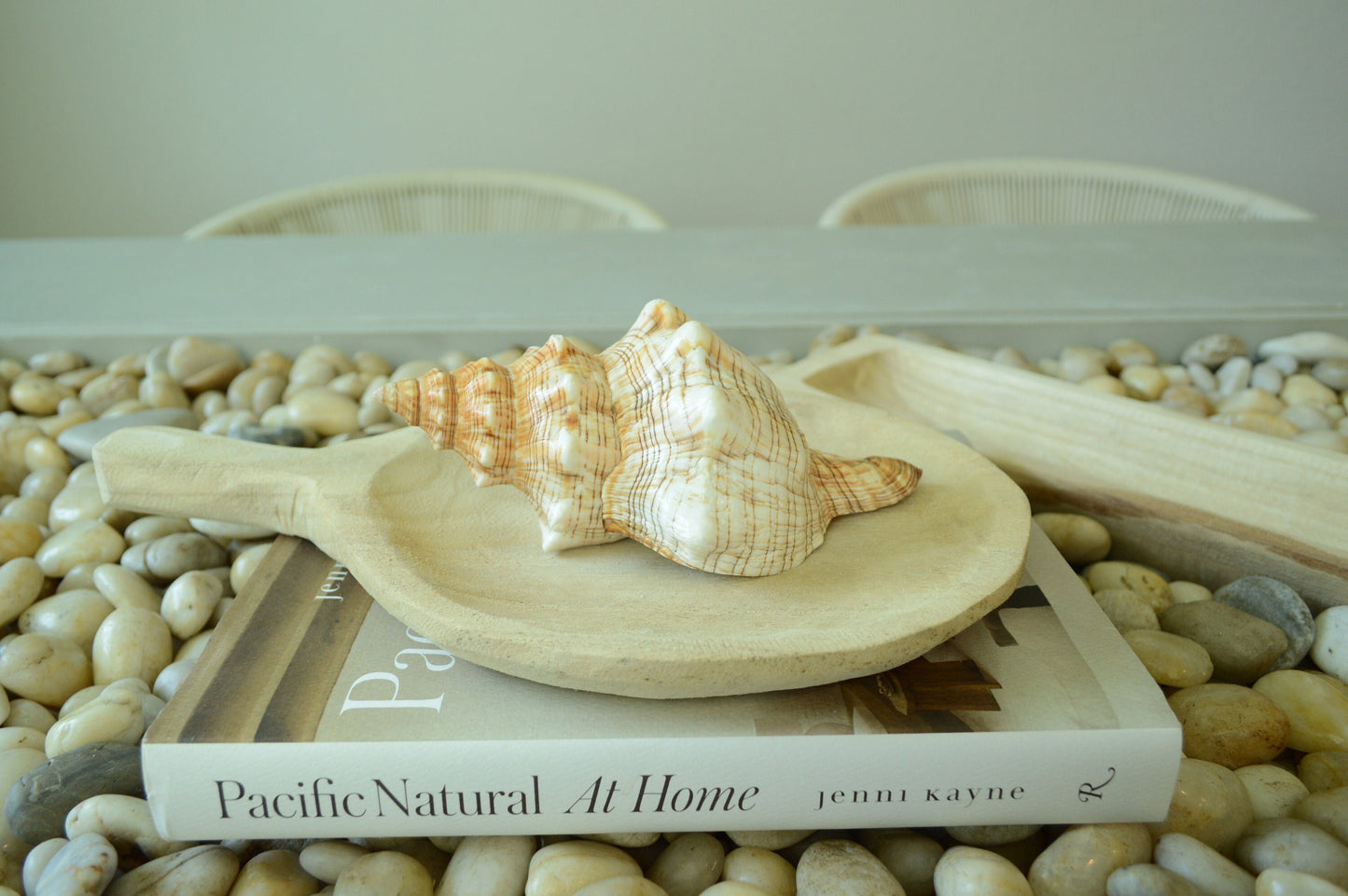 100% Natural Striped Fox Horse Seashell 5-7" You Pick Length, Sea Shell Coastal Beach Conch Wedding Décor Airplant Holder
