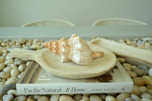 100% Natural Striped Fox Horse Seashell 5-7" You Pick Length, Sea Shell Coastal Beach Conch Wedding Décor Airplant Holder