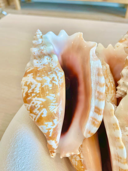 STROMBUS SINUATUS CONCH Shell 4-4.5" Natural Dark Pink Interior Display Seashell Coastal Beach Décor