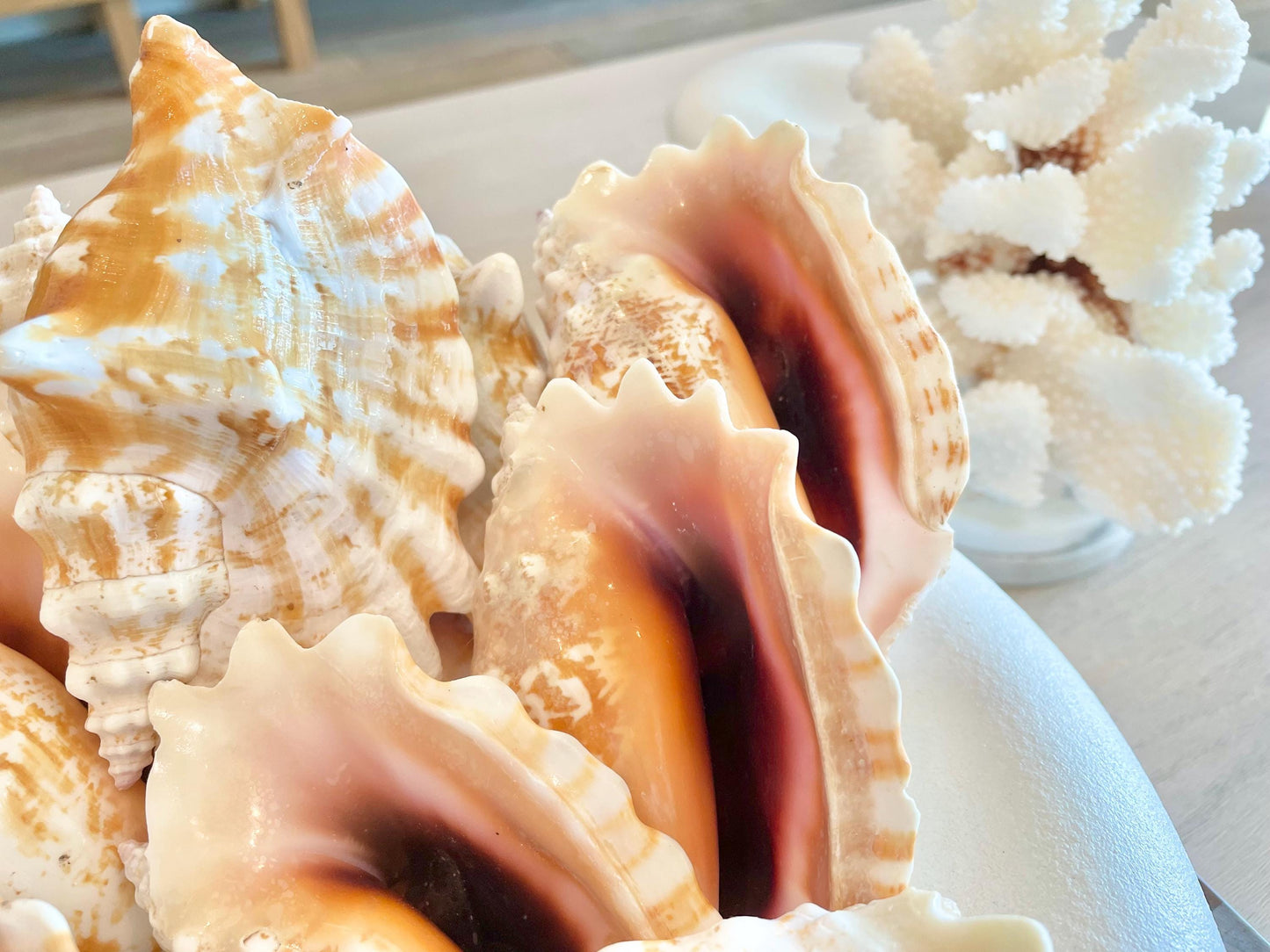 STROMBUS SINUATUS CONCH Shell 4-4.5" Natural Dark Pink Interior Display Seashell Coastal Beach Décor