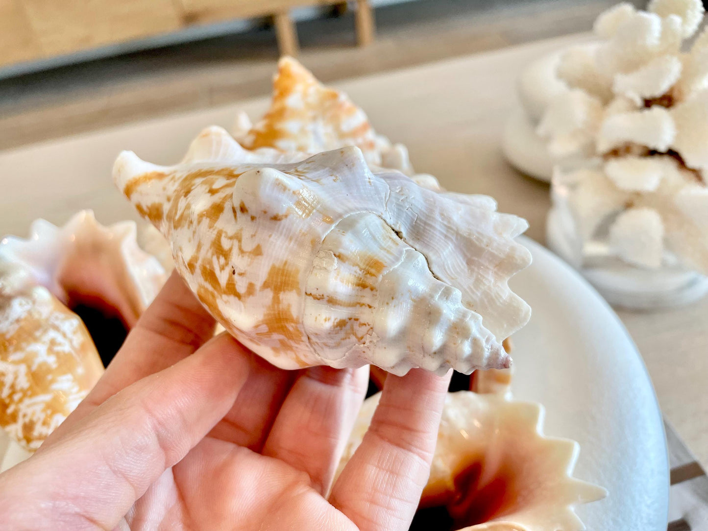 STROMBUS SINUATUS CONCH Shell 4-4.5" Natural Dark Pink Interior Display Seashell Coastal Beach Décor