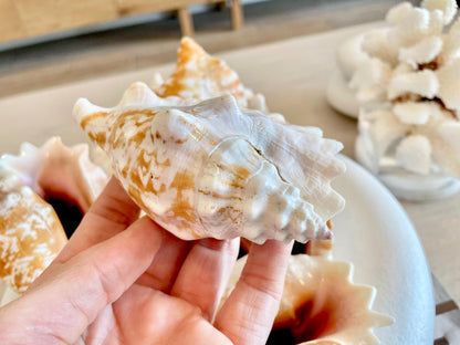 Strombus Sinuatus Conch Shell (4-4.5") Natural Pink Seashell, Coastal Décor