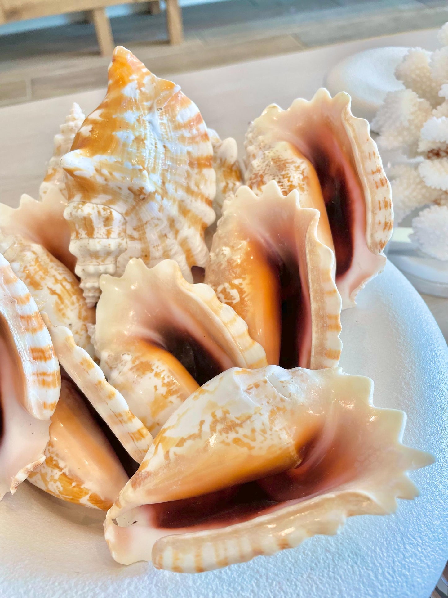 STROMBUS SINUATUS CONCH Shell 4-4.5" Natural Dark Pink Interior Display Seashell Coastal Beach Décor