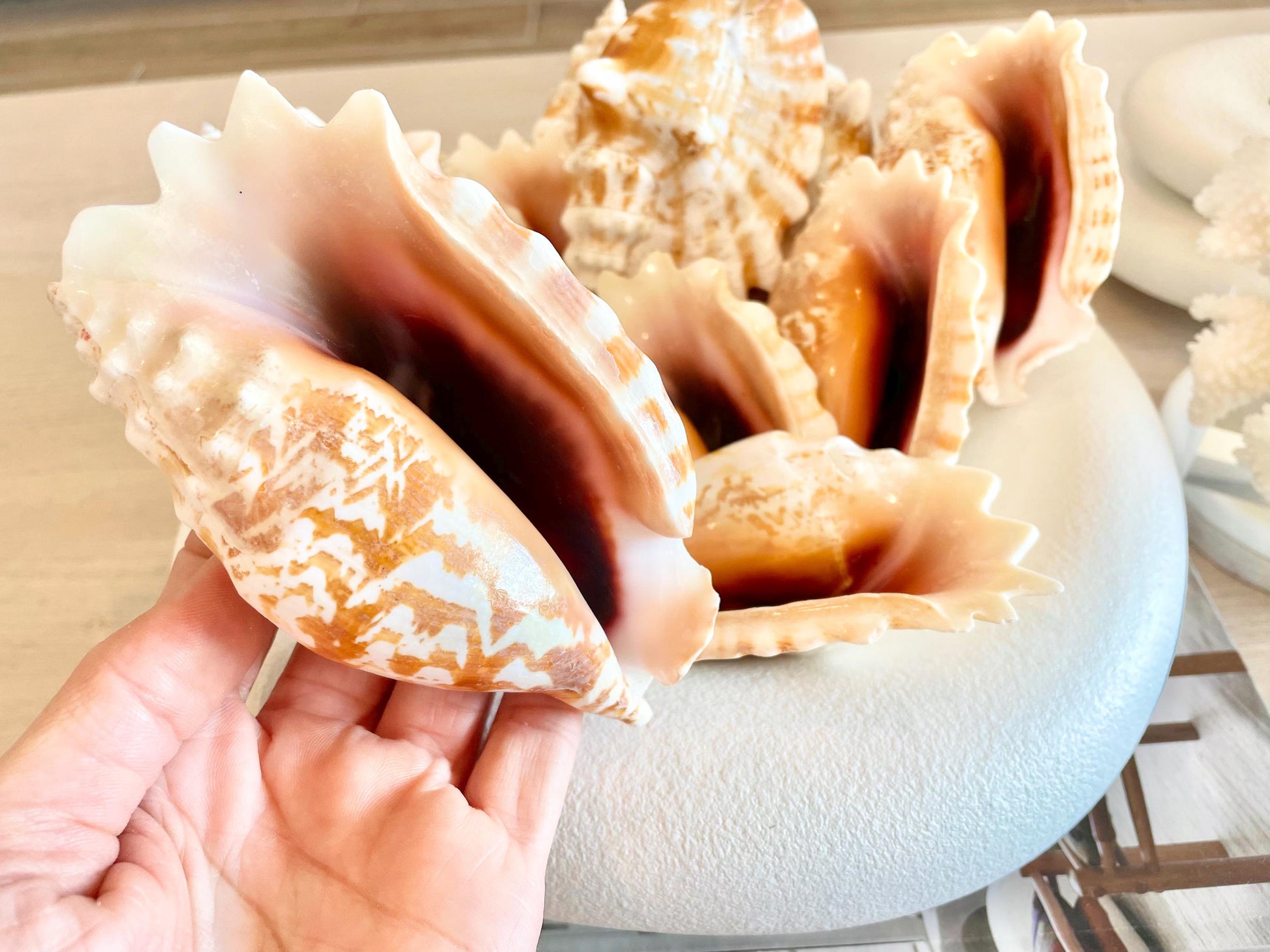STROMBUS SINUATUS CONCH Shell 4-4.5" Natural Dark Pink Interior Display Seashell Coastal Beach Décor