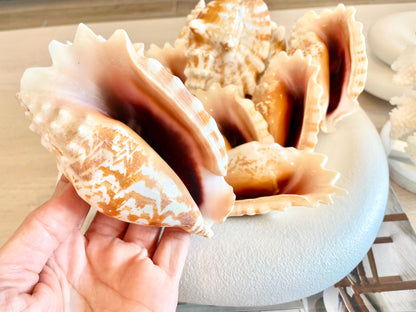 STROMBUS SINUATUS CONCH Shell 4-4.5" Natural Dark Pink Interior Display Seashell Coastal Beach Décor