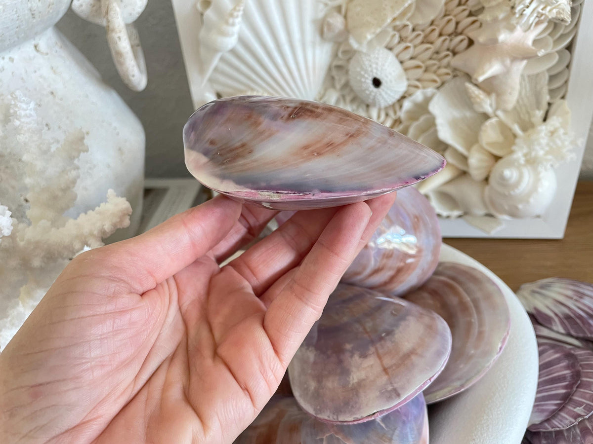 Purple Polished Oyster Pair LARGE 4-6", You Choose Size, Shell Seashell Coastal Crafts