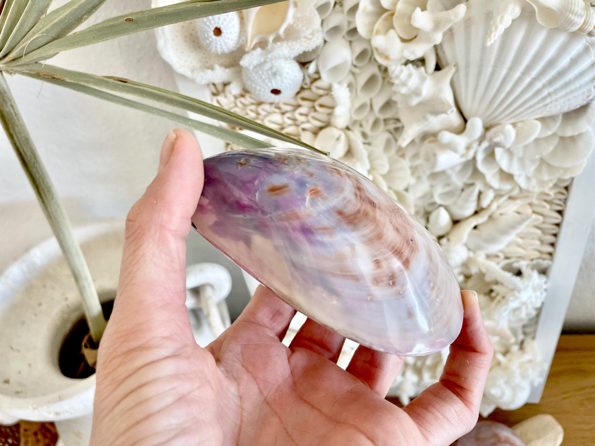 Purple Polished Oyster Pair LARGE 4-6", You Choose Size, Shell Seashell Coastal Crafts