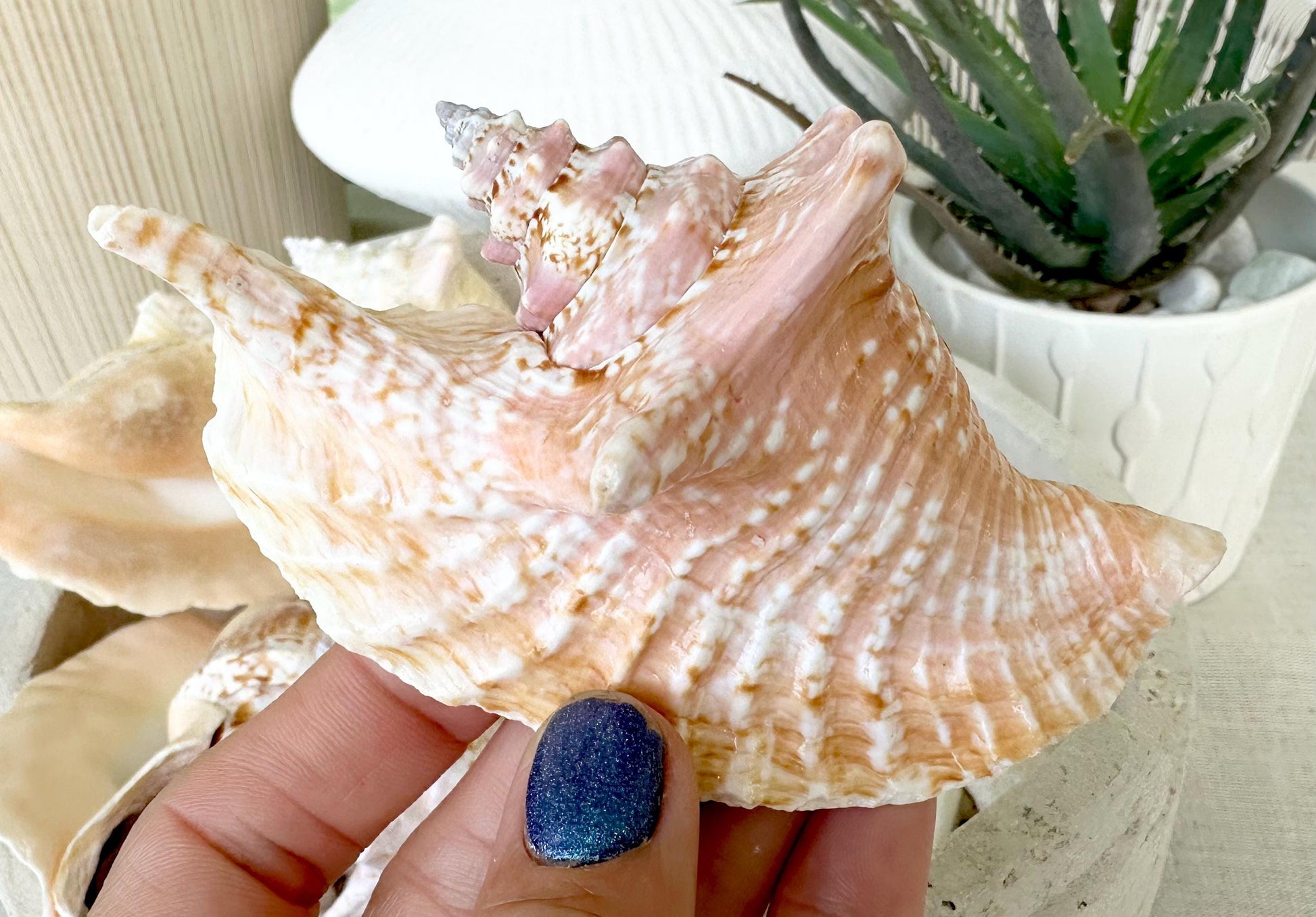 100% Natural Rooster Conch Shell Seashell You Pick Size 3-6" Coastal Beach Nautical Décor Display Strombus Gallus Hawk Wing