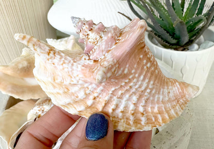 100% Natural Rooster Conch Shell Seashell You Pick Size 3-6" Coastal Beach Nautical Décor Display Strombus Gallus Hawk Wing