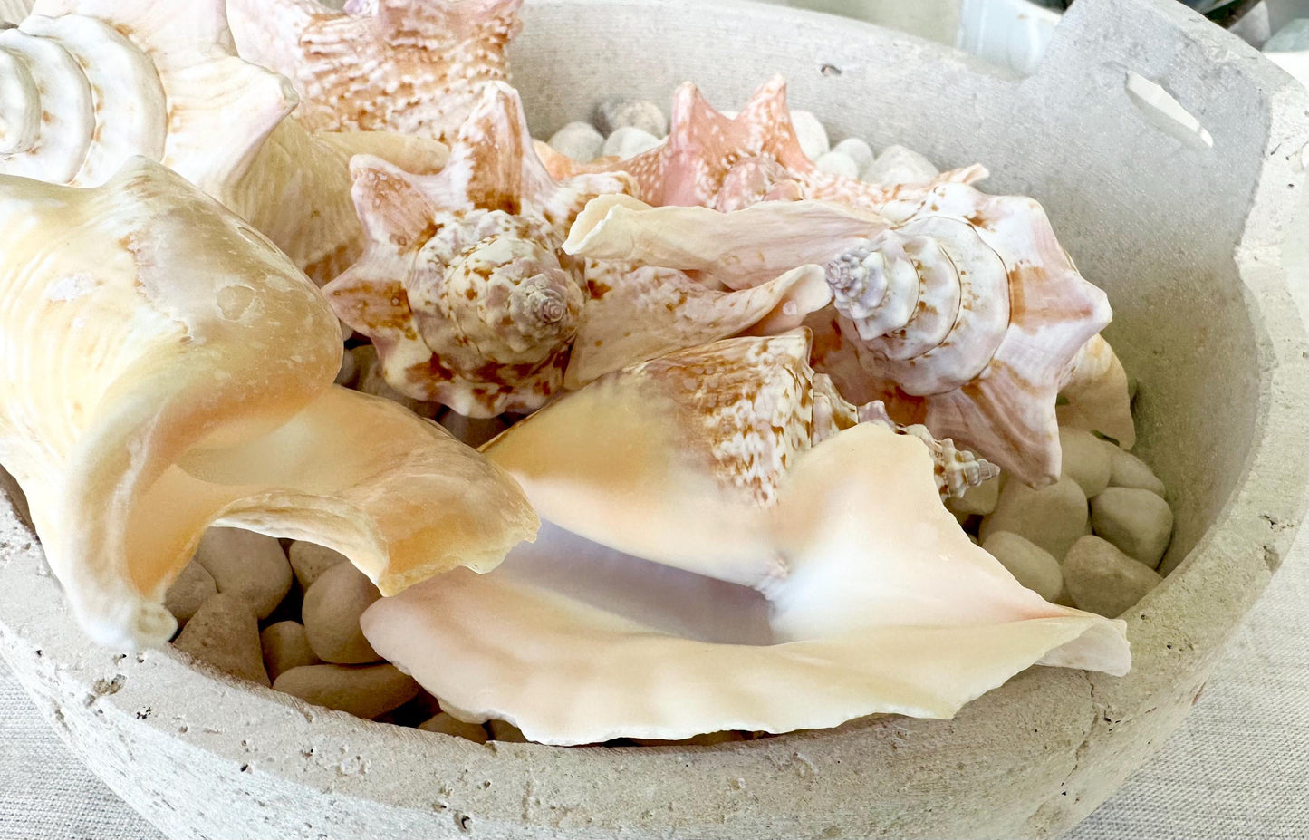 ROOSTER CONCH SHELL *All Sizes* Pink Peach Display Seashell Strombus Gallus Hawk Wing