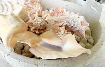 ROOSTER CONCH SHELL *All Sizes* Pink Peach Display Seashell Strombus Gallus Hawk Wing
