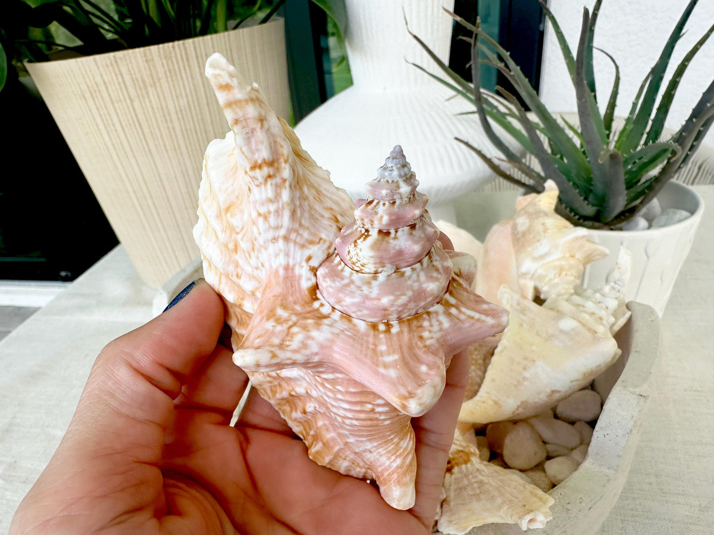 ROOSTER CONCH SHELL *All Sizes* Pink Peach Display Seashell Strombus Gallus Hawk Wing