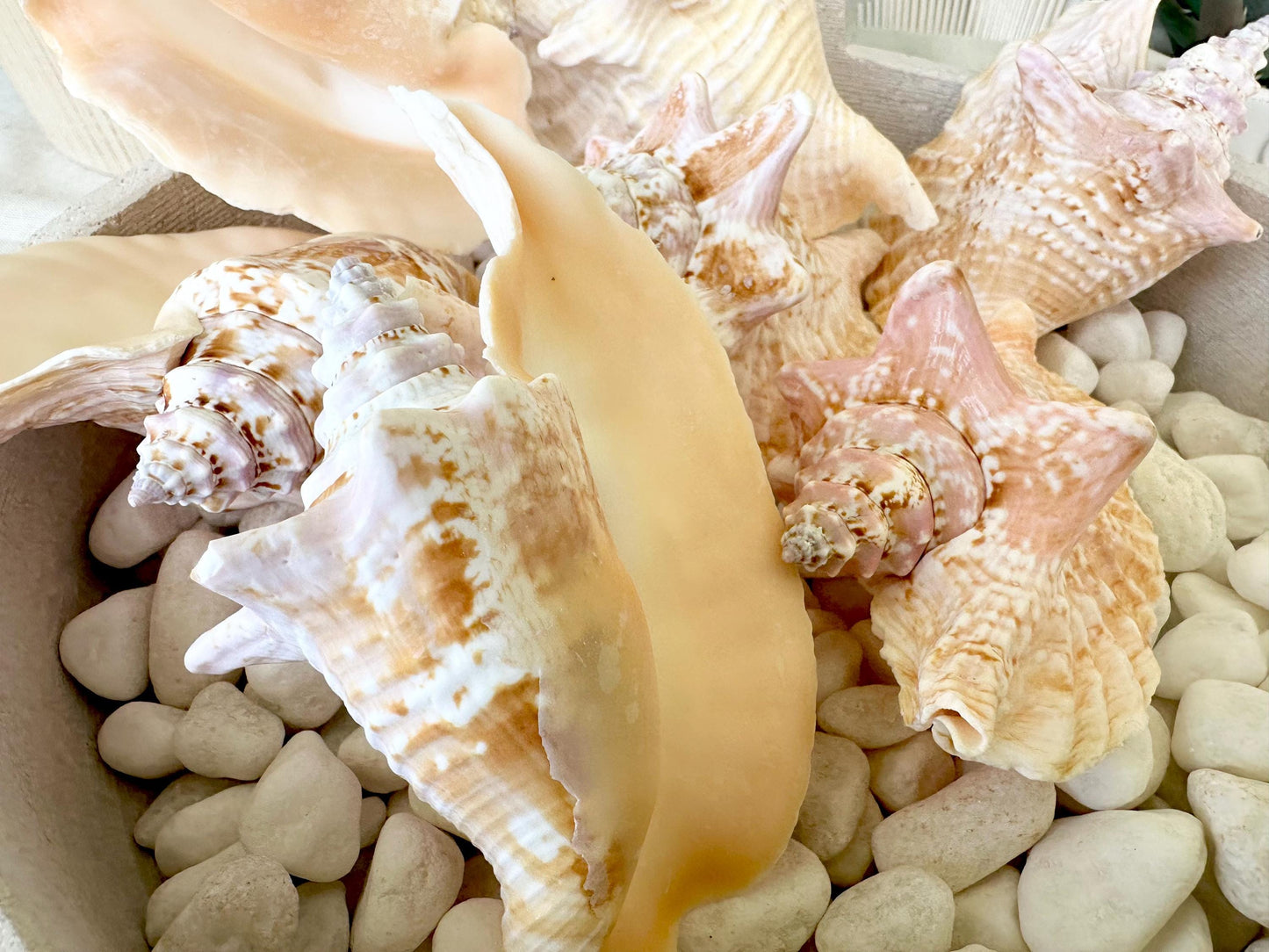 ROOSTER CONCH SHELL *All Sizes* Pink Peach Display Seashell Strombus Gallus Hawk Wing